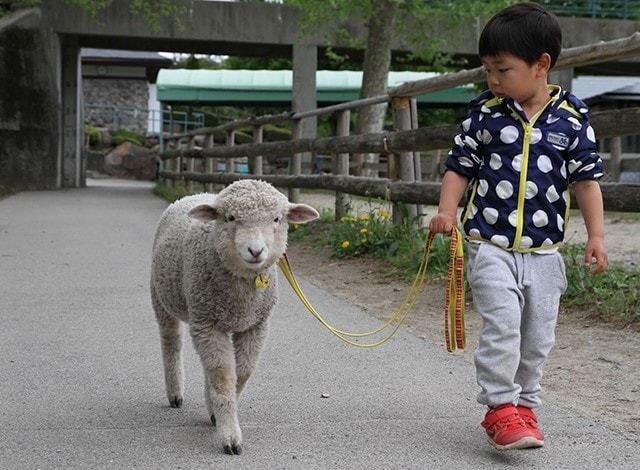 イチオシ！子羊と散歩しよう！２