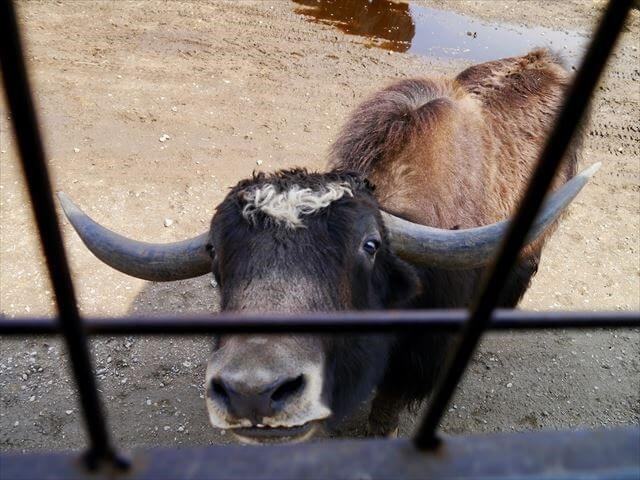 アメリカバイソン、ヤク、アジアスイギュウ