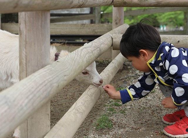 至近距離で動物と触れ合える！ふれあい動物園