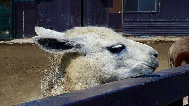 サファリウォークの動物と一緒に