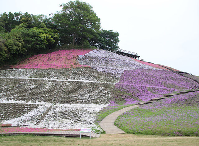 関東最大級の面積の花畑！季節のお花を楽しもう３