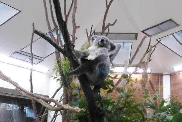 埼玉県こども動物自然公園（東松山市）