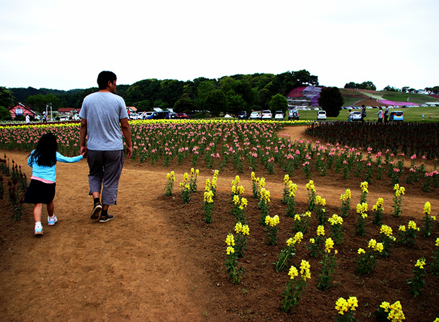 関東最大級の面積の花畑！季節のお花を楽しもう５