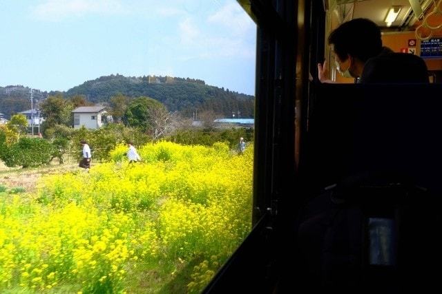 菜の花の季節は特におすすめ！