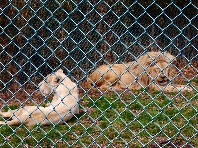 ホワイトライオン