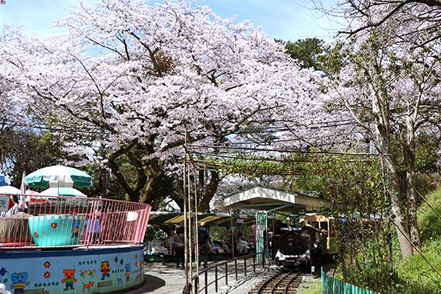 【神奈川】横浜・相模原周辺の子連れで楽しめるお花見穴場スポット