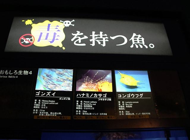 大洗水族館 (30)