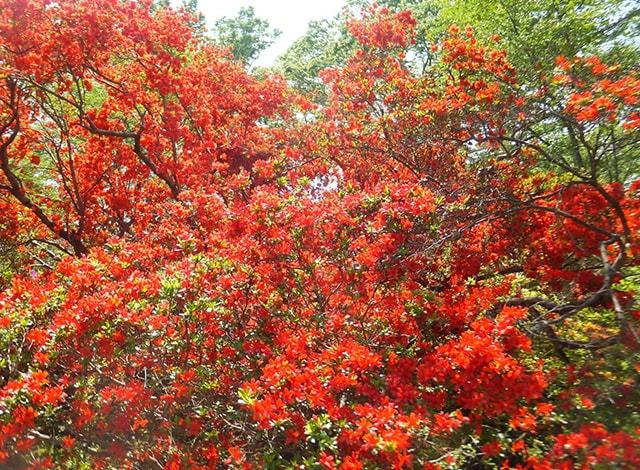 清水公園は桜の名所！春にはさくらまつりも開催