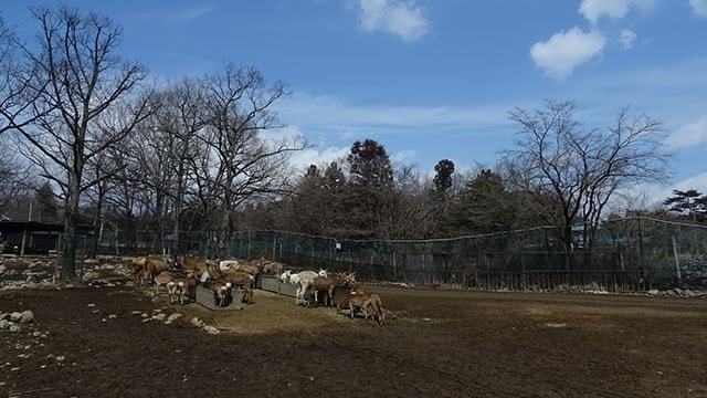 那須サファリパークおすすめ来園時期と時間帯