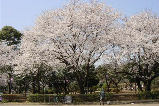 【船橋市】子供と遊べる公園10選！アスレッチック・遊具施設情報