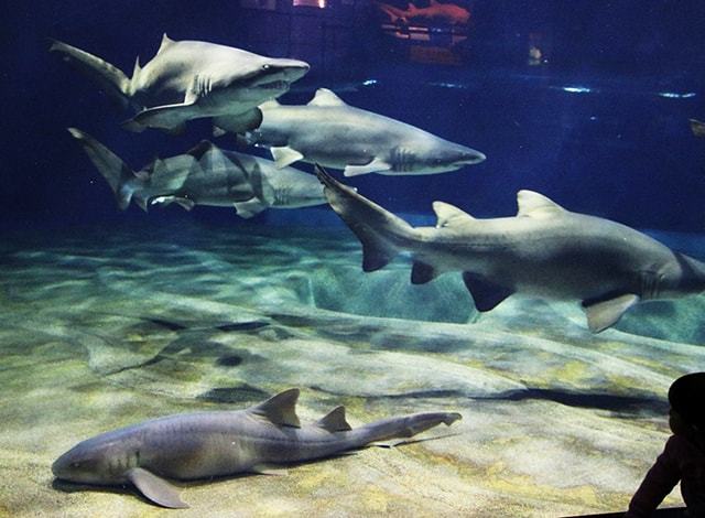 大洗水族館 (22)