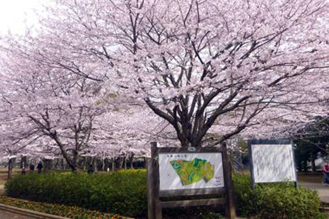 千葉県おすすめお花見スポット10選！お弁当を持って名所を満喫！