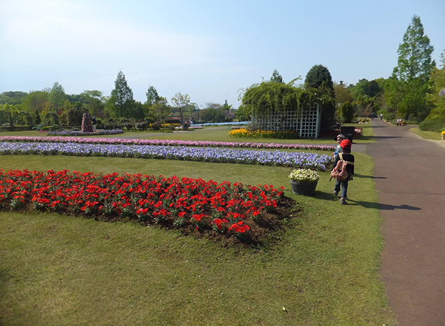 花ファンタジア内の花畑