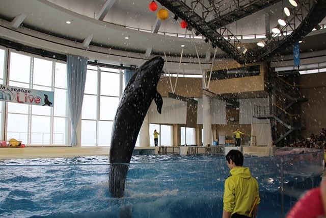 『アクアワールド茨城県大洗水族館』ショープログラム情報！