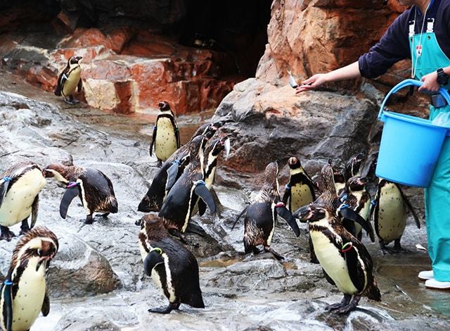 大洗水族館 (25)