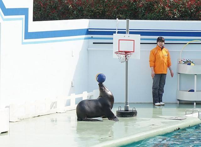 『しながわ水族館』イルカショー10