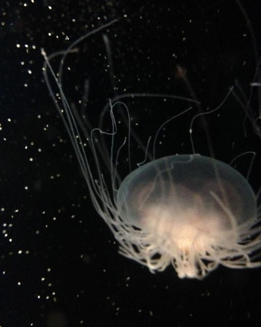 新江ノ島水族館 (22)