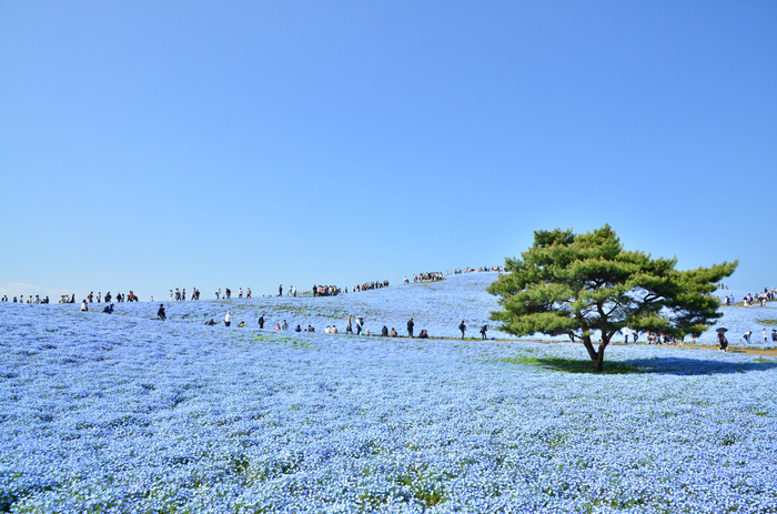 茨城県『国営ひたち海浜公園』入園料金＆お得な割引情報と楽しみ方！