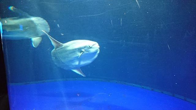 サンシャイン水族館 (14)