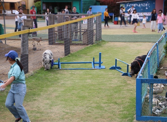 東京ドイツ村 - こども動物園 (11)