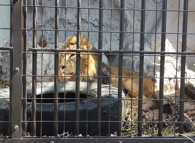 野毛山動物園100種以上の動物6