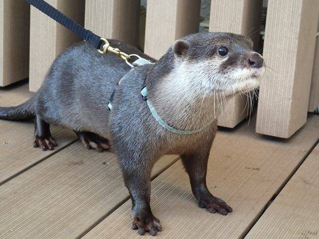 サンシャイン水族館 (26)