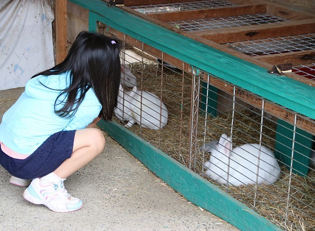 東京ドイツ村 - こども動物園 (38)