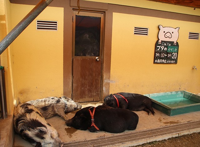 東京ドイツ村 - こども動物園 (6)