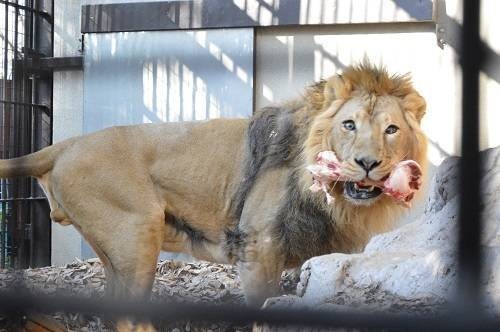 野毛山動物園100種以上の動物4