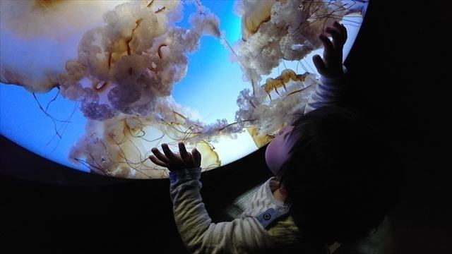 サンシャイン水族館 (13)