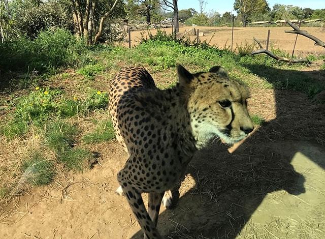 よこはま動物園 ズーラシア28