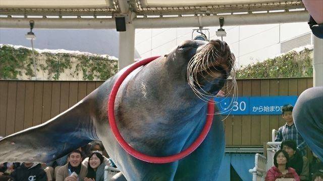 サンシャイン水族館 (27)