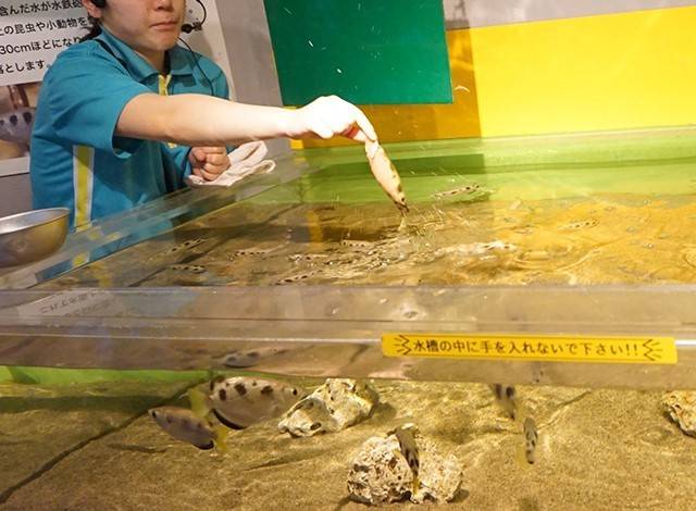 『しながわ水族館』イルカショー27