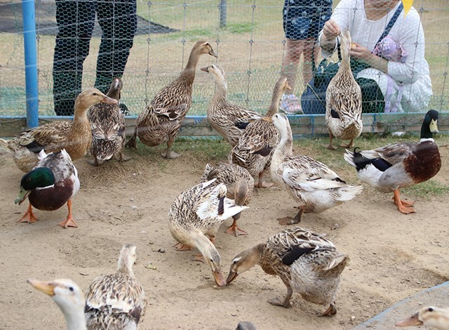 東京ドイツ村 - こども動物園 (32)