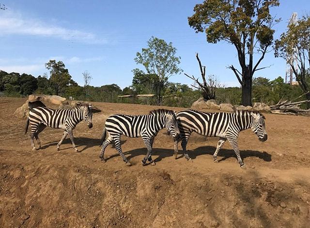 よこはま動物園 ズーラシア27