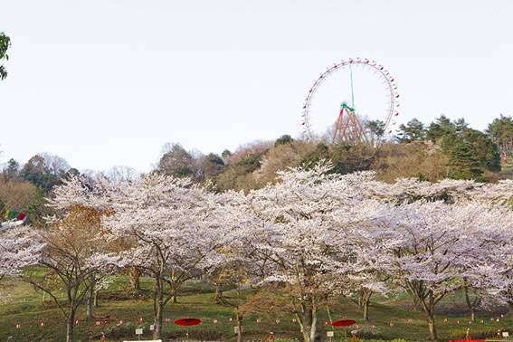 神奈川県のお花見スポット5