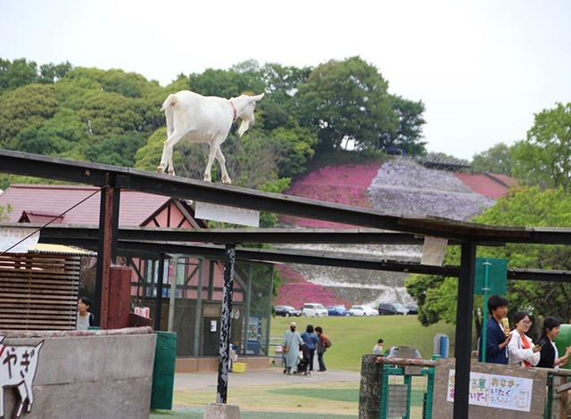 東京ドイツ村 - こども動物園 (30)