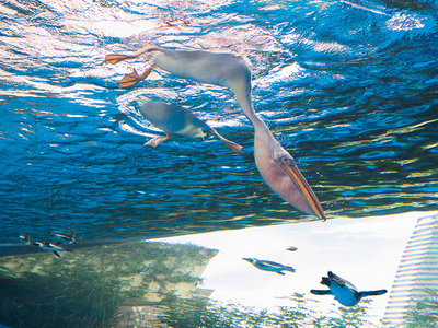 サンシャイン水族館 (25)