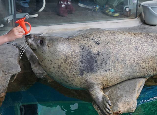 『しながわ水族館』イルカショー16