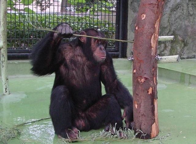 野毛山動物園100種以上の動物36