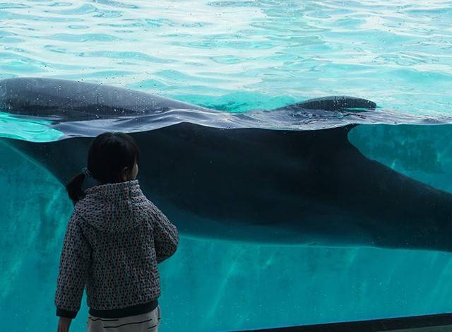 『しながわ水族館』イルカショー2