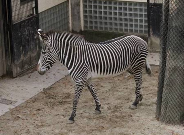 野毛山動物園100種以上の動物16