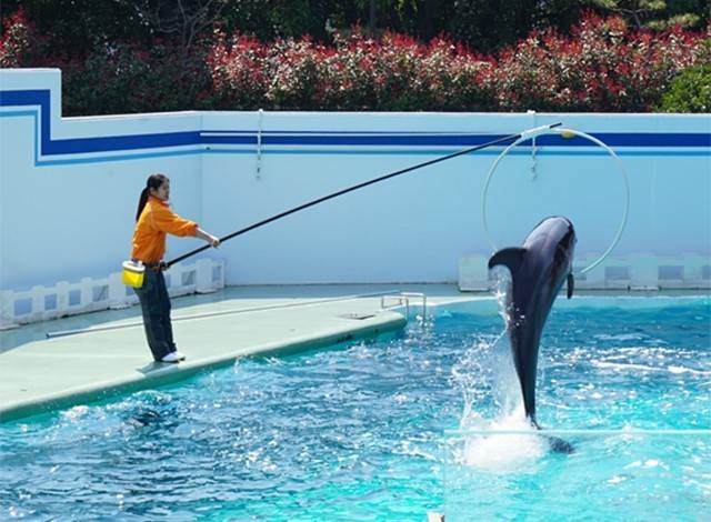 『しながわ水族館』イルカショー5