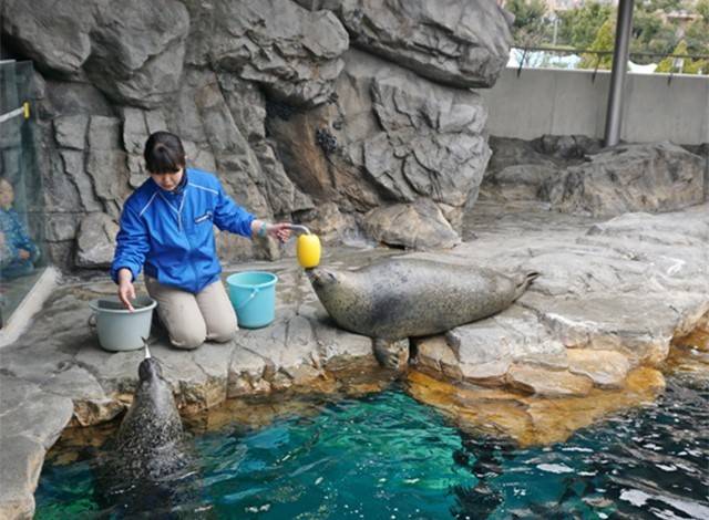 『しながわ水族館』イルカショー12