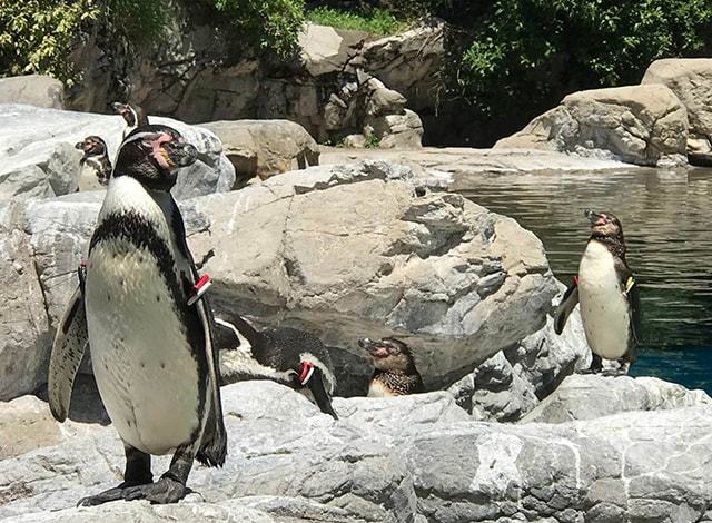 よこはま動物園 ズーラシア16