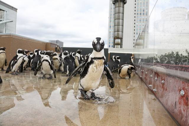 サンシャイン水族館 (23)