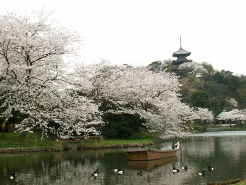 神奈川県のお花見スポット4