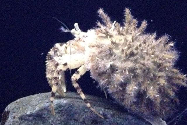 新江ノ島水族館 (20)