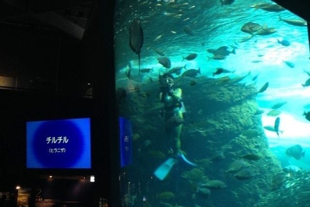 新江ノ島水族館 (12)