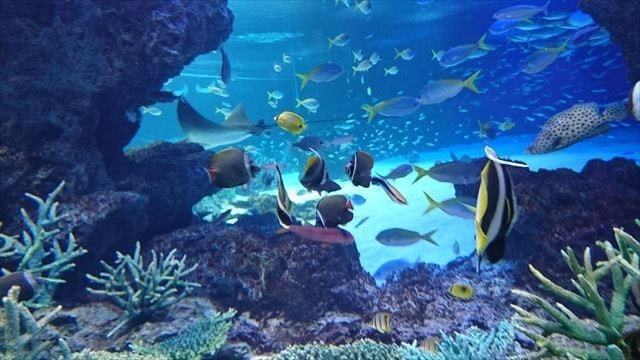 サンシャイン水族館 (10)